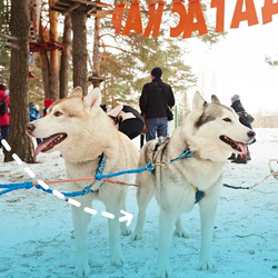 С хаски по дороге в сказку