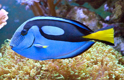 Океанариум Океанариум