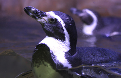 Пингвинарий Пингвинарий