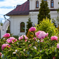 Пояс Богородицы. Спас-на-Угре — Боровск — Малоярославец