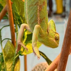 Выставка рептилий