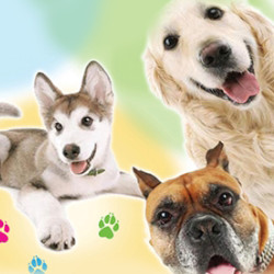 Четыре лапы и хвост