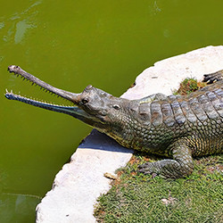 Вокруг света