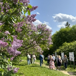 Сирень Серебряного века (Сиреневый фестиваль в усадьбе Шахматово)