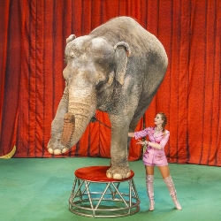 Scene from «Необыкновенное путешествие»