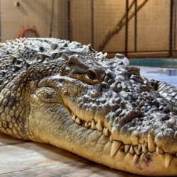 Коломна и крокодилье королевство с посещением крокодилового ранчо, мастер-классами по приготовлению улиток