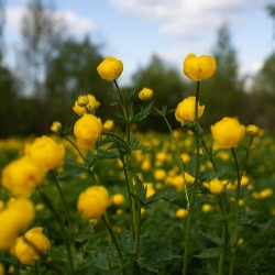 Замок, скалы Дюки, край северных Орхидей