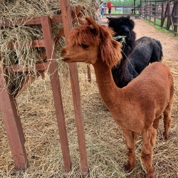 Звериный ковчег. Живое путешествие по Красной книге (Центр воспроизводства редких видов животных – Звенигород)