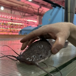 Рыбный денек на акваферме клариевого сома (с дегустацией рыбных деликатесов)