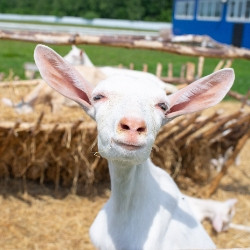 Гастрономическая сказка Можайского края (Можайск – Верея – Колоцкий Монастырь, с фермерским обедом «Перепела по-царски»)