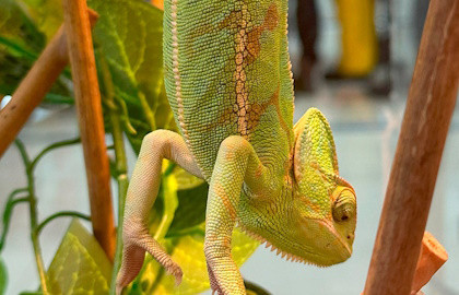 Выставка рептилий