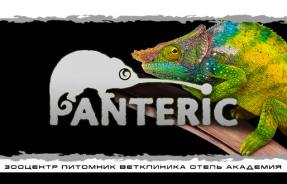 Хамелеоны. Знакомство с рептилией