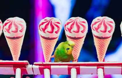 Пушистый цирк