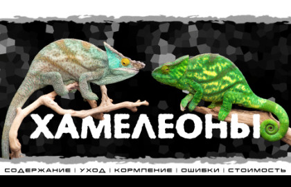 «Хамелеоны». Интерактивное знакомство сЭкзотическими животными