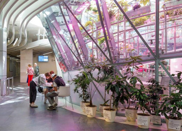 Флора России в аэропонике Флорариума