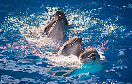 Шоу Дельфинов