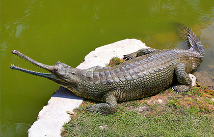 Вокруг света