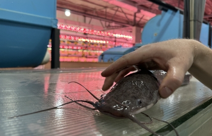 Рыбный денек на акваферме клариевого сома (с дегустацией рыбных деликатесов)