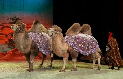 Полёт в страну мечты