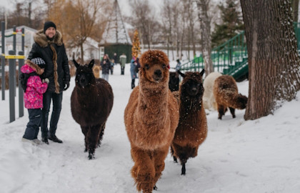 Городская ферма на ВДНХ